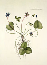 Indlæs billede til gallerivisning Blå anemone