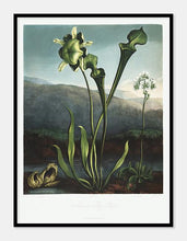 Indlæs billede til gallerivisning amerikanske vandplanter | ROBERT THORNTON - decoARTE