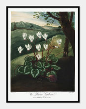 Indlæs billede til gallerivisning alpeviol | ROBERT THORNTON - decoARTE