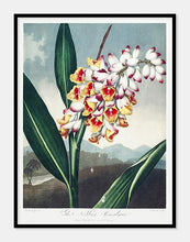 Indlæs billede til gallerivisning ingefær | ROBERT THORNTON - decoARTE