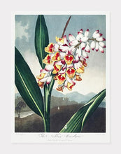 Indlæs billede til gallerivisning ingefær | ROBERT THORNTON - decoARTE