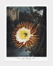 Indlæs billede til gallerivisning cereus | ROBERT THORNTON - decoARTE