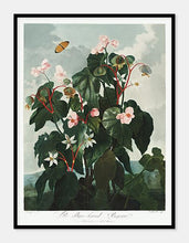 Indlæs billede til gallerivisning begonie | ROBERT THORNTON - decoARTE