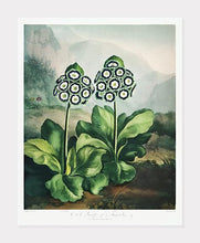 Indlæs billede til gallerivisning auriculas | ROBERT THORNTON - decoARTE