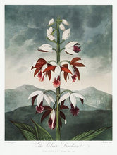 Indlæs billede til gallerivisning kinesisk limodoron | ROBERT THORNTON - decoARTE