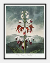 Indlæs billede til gallerivisning kinesisk limodoron | ROBERT THORNTON - decoARTE