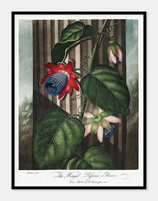 Indlæs billede til gallerivisning passionsblomst | ROBERT THORNTON - decoARTE