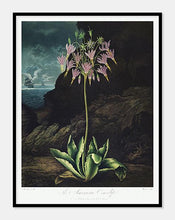 Indlæs billede til gallerivisning amerikansk kodriver | ROBERT THORNTON - decoARTE