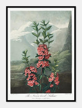 Indlæs billede til gallerivisning smalbladet kalmia | ROBERT THORNTON - decoARTE