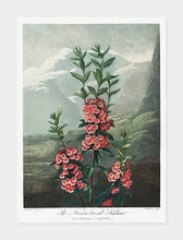 Indlæs billede til gallerivisning smalbladet kalmia | ROBERT THORNTON - decoARTE