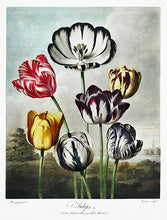 Indlæs billede til gallerivisning tulipaner | ROBERT THORNTON - decoARTE