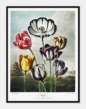 Indlæs billede til gallerivisning tulipaner | ROBERT THORNTON - decoARTE