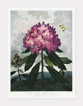 Indlæs billede til gallerivisning rhododendron | ROBERT THORNTON - decoARTE