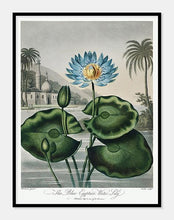 Indlæs billede til gallerivisning blå ægyptisk vandlilje | ROBERT THORNTON - decoARTE