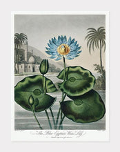 Indlæs billede til gallerivisning blå ægyptisk vandlilje | ROBERT THORNTON - decoARTE