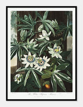 Indlæs billede til gallerivisning passionsblomst | ROBERT THORNTON - decoARTE