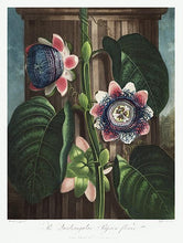 Indlæs billede til gallerivisning kvadratisk passionsblomst | ROBERT THORNTON - decoARTE