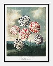 Indlæs billede til gallerivisning nelliker | ROBERT THORNTON - decoARTE