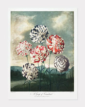 Indlæs billede til gallerivisning nelliker | ROBERT THORNTON - decoARTE