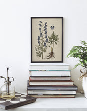 Indlæs billede til gallerivisning stormhat | FLORA DANICA-ILLUSTRATION - decoARTE