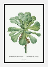 Indlæs billede til gallerivisning sukkulent  |  PIERRE-JOSEPH REDOUTÉ - decoARTE