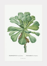 Indlæs billede til gallerivisning sukkulent  |  PIERRE-JOSEPH REDOUTÉ - decoARTE