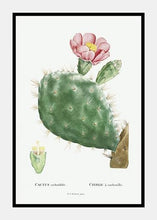 Indlæs billede til gallerivisning kaktus med blomst  |  PIERRE-JOSEPH REDOUTÉ - decoARTE