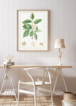 Indlæs billede til gallerivisning teplante  |  PIERRE-JOSEPH REDOUTÉ - decoARTE