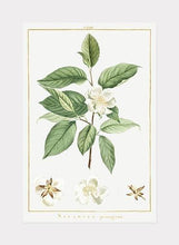 Indlæs billede til gallerivisning teplante  |  PIERRE-JOSEPH REDOUTÉ - decoARTE