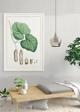 Indlæs billede til gallerivisning hjertebladet slangerod  |  PIERRE-JOSEPH REDOUTÉ - decoARTE