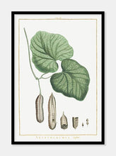 Indlæs billede til gallerivisning hjertebladet slangerod  |  PIERRE-JOSEPH REDOUTÉ - decoARTE