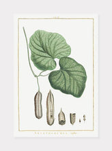 Indlæs billede til gallerivisning hjertebladet slangerod  |  PIERRE-JOSEPH REDOUTÉ - decoARTE