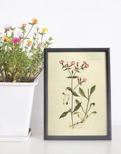 Indlæs billede til gallerivisning nellike | FLORA DANICA-ILLUSTRATION - decoARTE