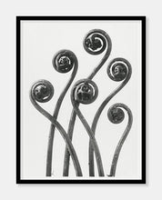 Indlæs billede til gallerivisning adiantum pedatu | KARL BLOSSFELDT - decoARTE