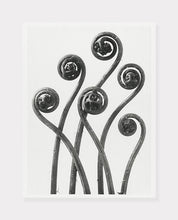 Indlæs billede til gallerivisning adiantum pedatu | KARL BLOSSFELDT - decoARTE