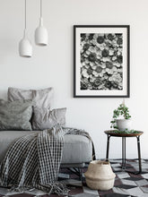 Indlæs billede til gallerivisning achillea clypeolata | RØLLIKE | KARL BLOSSFELDT - decoARTE