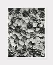 Indlæs billede til gallerivisning achillea clypeolata | RØLLIKE | KARL BLOSSFELDT - decoARTE