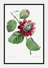 Indlæs billede til gallerivisning passionsblomst  |  PIERRE-JOSEPH REDOUTÉ - decoARTE
