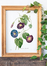 Indlæs billede til gallerivisning snerle  |  PIERRE-JOSEPH REDOUTÉ - decoARTE