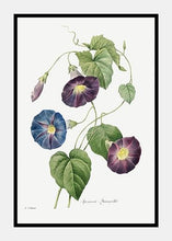 Indlæs billede til gallerivisning snerle  |  PIERRE-JOSEPH REDOUTÉ - decoARTE