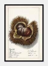 Indlæs billede til gallerivisning kastanje | ELLEN ISHAM SCHUTT - decoARTE