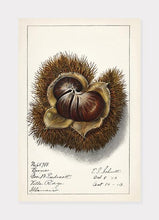 Indlæs billede til gallerivisning kastanje | ELLEN ISHAM SCHUTT - decoARTE