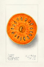 Indlæs billede til gallerivisning 10 frugtkort