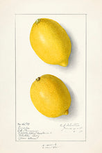 Indlæs billede til gallerivisning 10 frugtkort