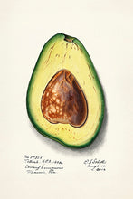 Indlæs billede til gallerivisning 10 frugtkort