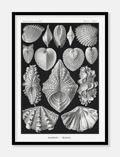 Indlæs billede til gallerivisning muslinger  |  ERNST HAECKEL - decoARTE