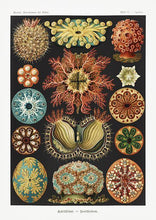 Indlæs billede til gallerivisning koraller | ERNST HAECKEL - decoARTE