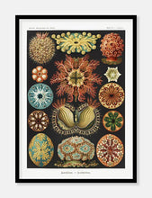 Indlæs billede til gallerivisning koraller | ERNST HAECKEL - decoARTE