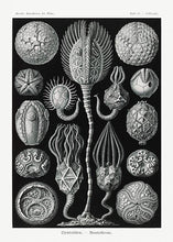 Indlæs billede til gallerivisning søpindsvin  |  ERNST HAECKEL - decoARTE