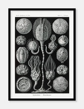 Indlæs billede til gallerivisning søpindsvin  |  ERNST HAECKEL - decoARTE